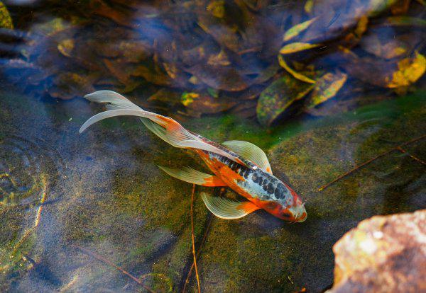 锦鲤鱼怎么养比较好