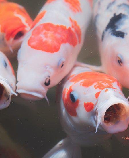 锦鲤鱼怎么养比较好