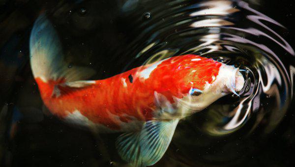 锦鲤鱼怎么养比较好