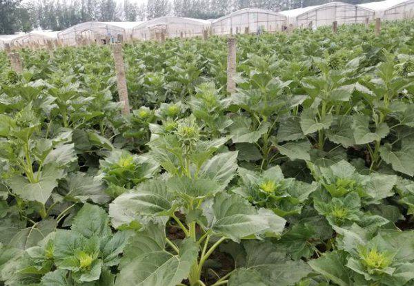 葵花追肥用什么肥好