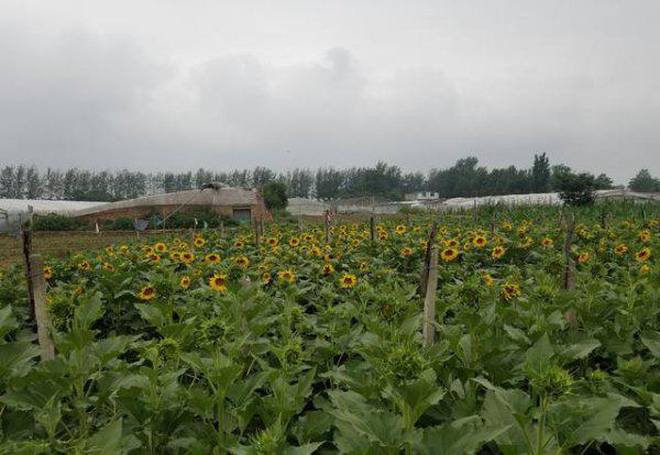 葵花追肥用什么肥好