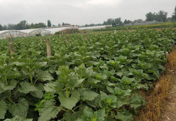 葵花追肥用什么肥好