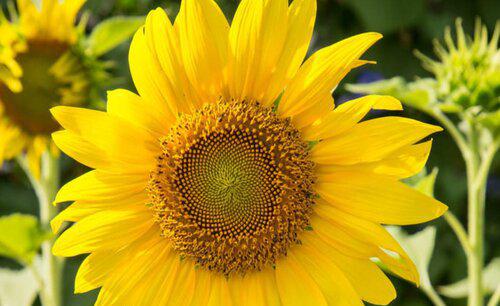 葵花追肥用什么肥好