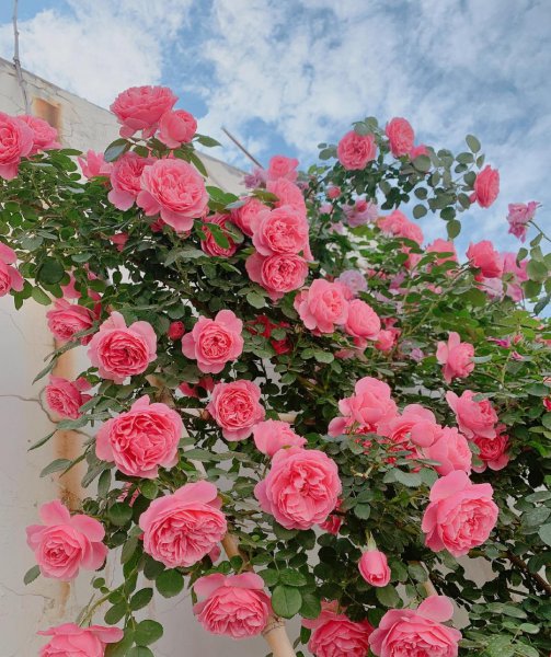 粉达月季花优缺点及图片