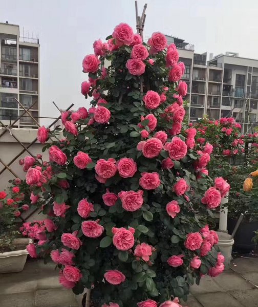 粉达月季花优缺点及图片