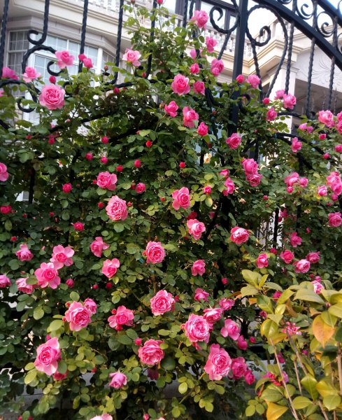 粉达月季花优缺点及图片