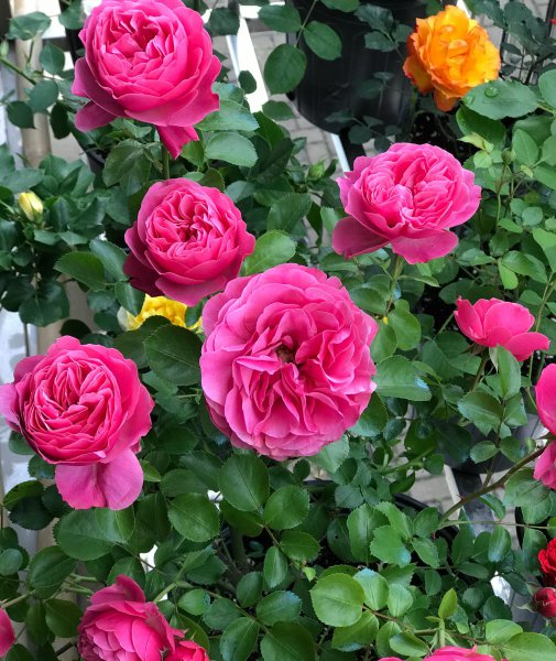 粉达月季花优缺点及图片