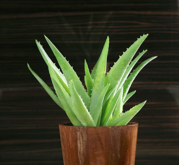 防辐射最强的7种植物