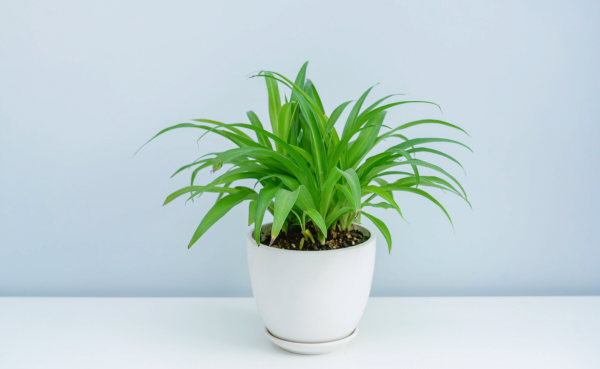 防辐射最强的7种植物