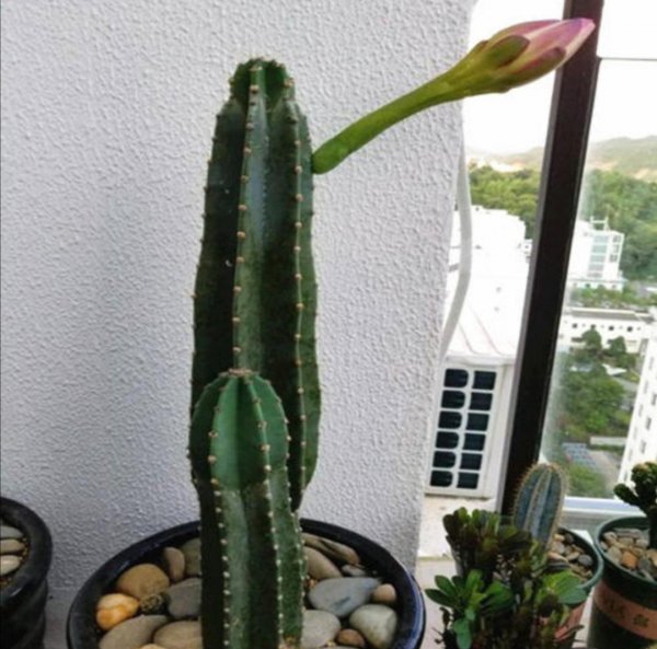 防辐射最强的7种植物