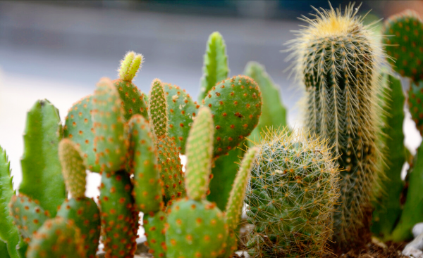 防辐射最强的7种植物