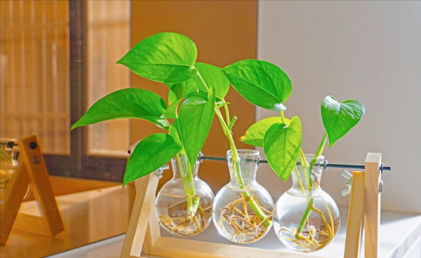 防辐射最强的7种植物