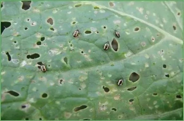 蔬菜跳甲用什么药能打死