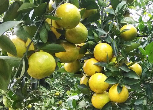 柑橘着色快有什么方法