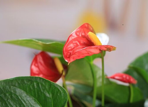 入秋后如何养红掌花开多多