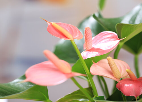 入秋后如何养红掌花开多多