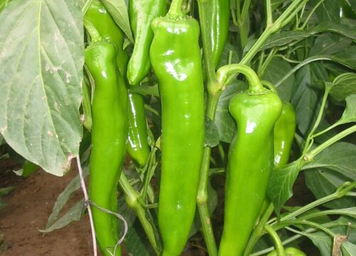 牛角椒种植时间和方法