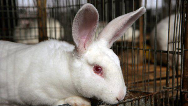 适合3万以下的养殖项目