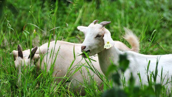 适合3万以下的养殖项目