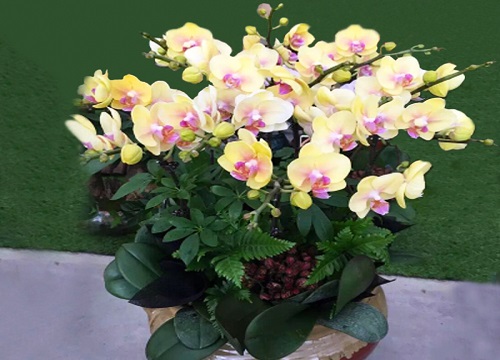 自己养的蝴蝶兰为什么不开花