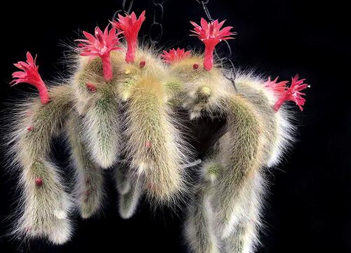 九尾狐养多长时间开花