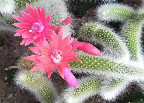 九尾狐养多长时间开花