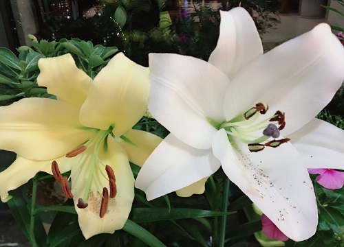 四季百合一年开几次花