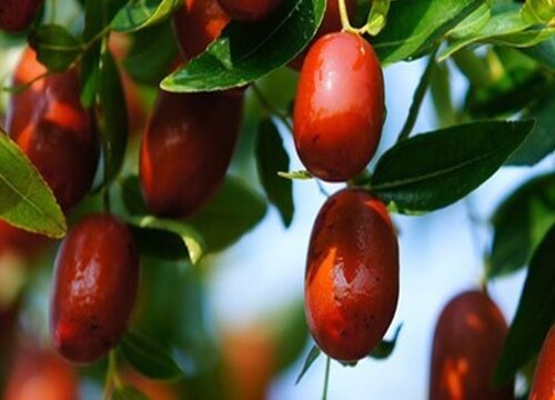 红枣什么季节成熟采摘