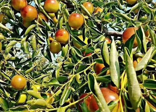 红枣什么季节成熟采摘