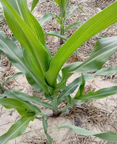 玉米从根部长茬是什么原因