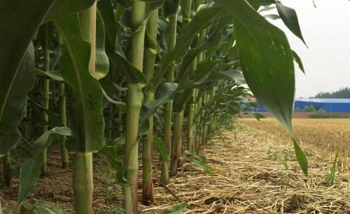 玉米从根部长茬是什么原因