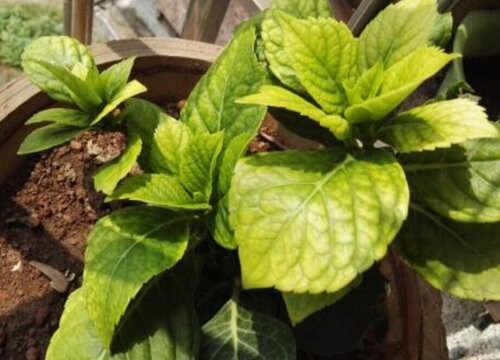 绣球花为什么老黄叶是怎么回事