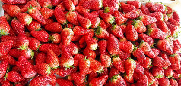 春天有什么水果成熟了