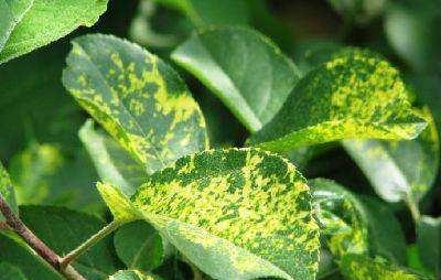 果树黄叶是什么原因