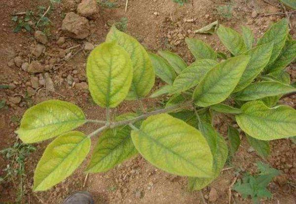 果树黄叶是什么原因