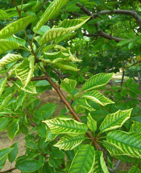 果树黄叶是什么原因