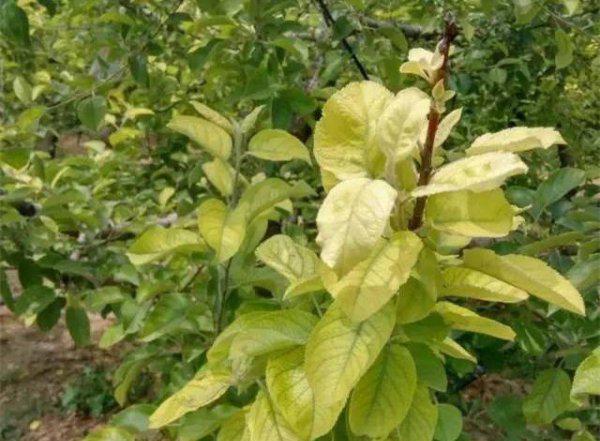 果树黄叶是什么原因