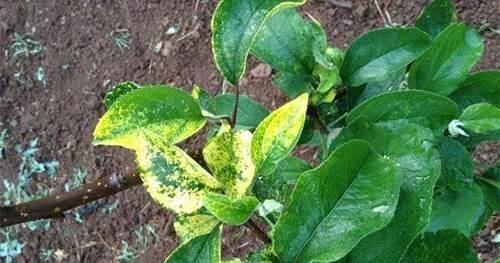 果树黄叶是什么原因