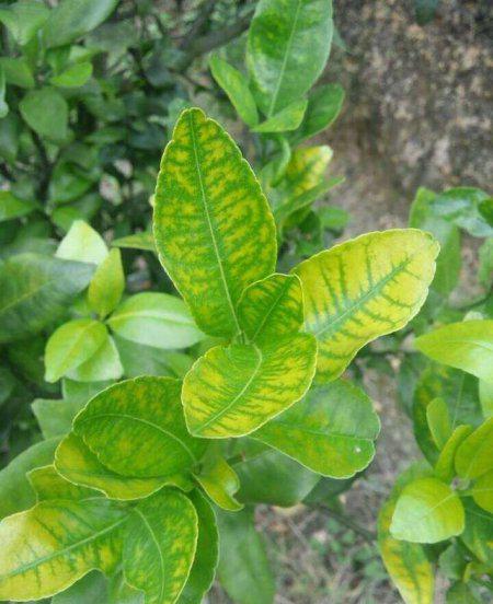 果树黄叶是什么原因