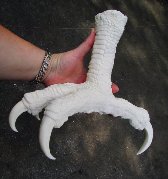 哈斯特巨鹰是不是真的很可怕