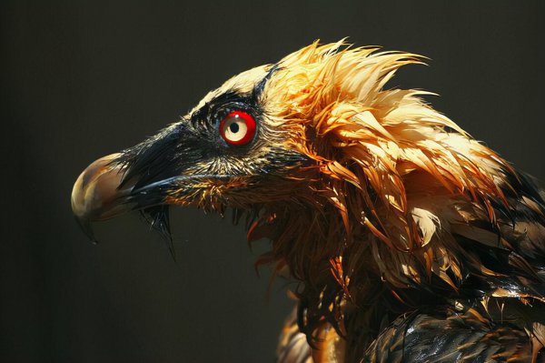 哈斯特巨鹰是不是真的很可怕