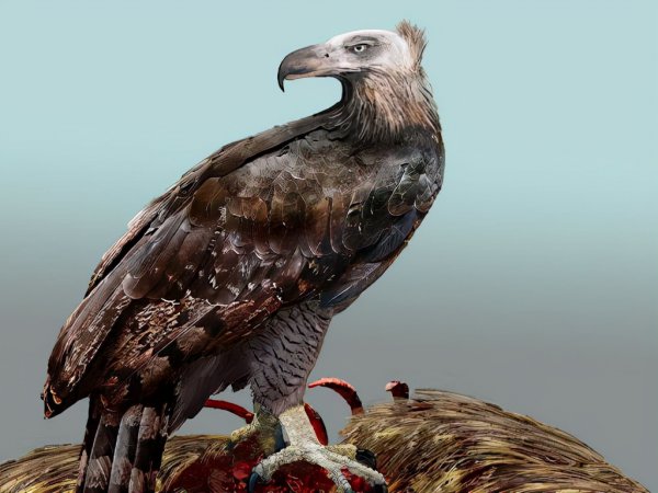 哈斯特巨鹰是不是真的很可怕