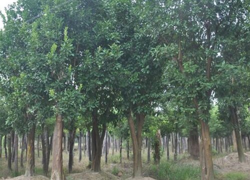 大树的生长过程