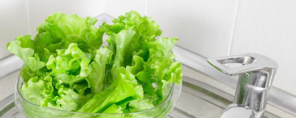 生菜家庭种植方法