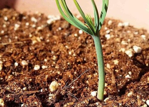 西兰花催芽方法