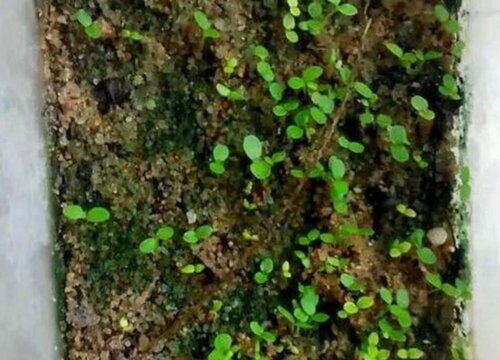 西兰花催芽方法