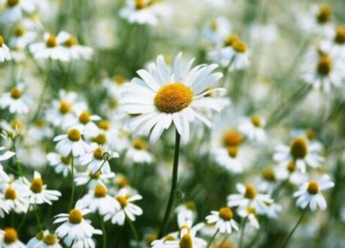 白晶菊是多年生还是一年生