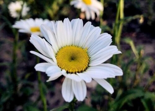 白晶菊是多年生还是一年生