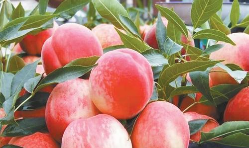 桃子有哪几种品种图片