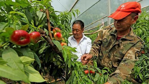 桃子有哪几种品种图片